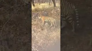 Big male leopard vs tigress