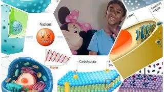 Animal Cell Parts and Functions Explained with Pictures | Easy Science for Students