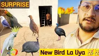 Mandi Se La kar Aaya New Birds 🐦 | Or Eik Karbali Kabootar Special | Daily Vlogs