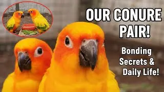 Our Sun conure Pair ! Bonding Secrets & Daily Life !
