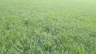 सीड ड्रिल द्वारा बुवाई किए हुए गेंहू 