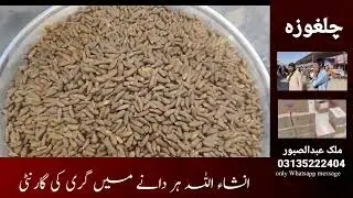 Chalghoza price in Pakistan | pine nuts price | premium quality chalghoza