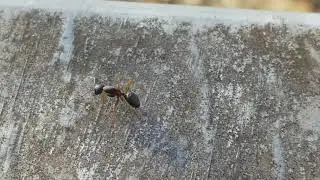 Ant walking slowly