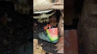 Watermelon for my Crabs! #animal #pets #crabs #fish
