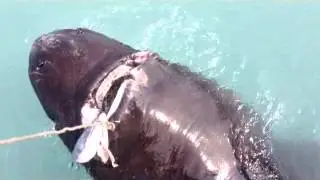 My Movie (8) Mud shark