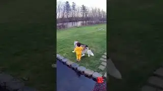Golden Retriever Blocks Wild Fox to Protect Child | Incredible Animal Instincts #animal #funny #dog