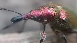 Beatle | Curculionidae | macroshot