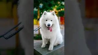 Funny Dog Street Portraits - Fluffy Samoyed #dogphotography #streetportraits