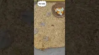 Hamster for sale | fancy rat | white rat | Husky | rapido | pet lovers telugu | teddy / Hyderabad