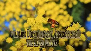Wildlife Photography filming :The Silver Wattle and Agile Antechinus