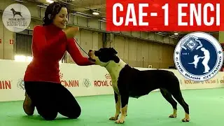 CAE-1 Italian's Canine Good Citizen 🇮🇹 | AMERICAN STAFFORDSHIRE TERRIER | ENCI WINNER 2019 Verona