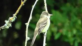 Willow Flycatcher (Empidonax traillii) -  Perched. Sauvie Island, OR