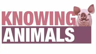 Episode 202: Animal Ethics and Moral Experts with Frauke Albersmeier