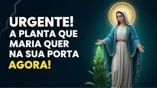 ALERTA! A Virgem Maria revela a PLANTA que você DEVE ter em casa ANTES de 24 de dezembro lMedjugorje