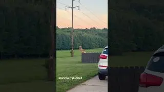 Funny and clingy golden retriever.  #shorts #dog  #petvideos#amazingpets #funny#funnypets#animals