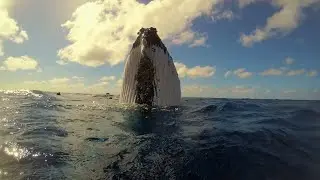 Whale Navigation: The Ocean's Majestic Mariners