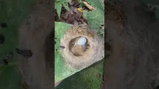 A hummingbird mimics a poisonous caterpillar