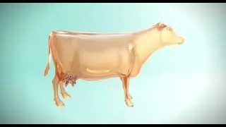 Paso a paso, el secado de la vaca lechera.