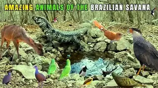 RARE ENCOUNTERS WITH ANIMALS FROM THE BRAZILIAN SAVANNAH