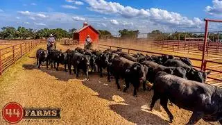 How 44 FARMS DOMINATED TEXAS With Angus Cattle and WAS SOLD to WALMART - THE TRUTH REVEALED!