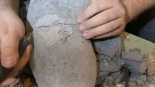 Aegocrioceras fossil ammonit preparation geode