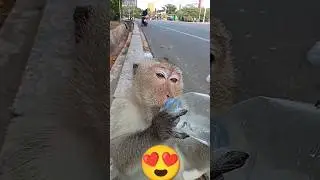 #monkey #shorts #Monkey Drink water