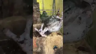 This Frog is DETERMINED to Get Out! 🐸 #sneaky #frog #funny #pets #animals #funnyanimals