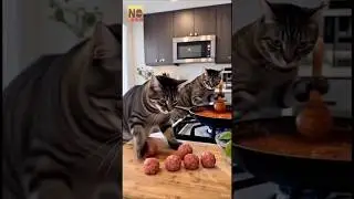 cooking time 😁#cat #cute #funny #viral  #animals