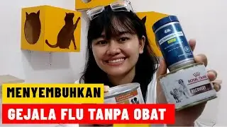 MENYEMBUHKAN GEJALA FLU KUCING TANPA OBAT | MY CATS DIARY