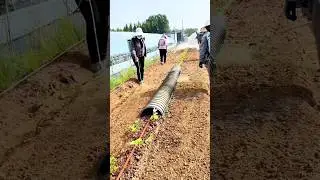 Spraying herbicide: Clever use of corrugated pipes to shield strawberry seedlings