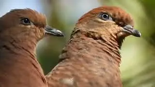 Dove: Brown Cuckoo Doves in the Wings of Love. The Enchanting Breeding Ritual