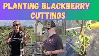 Planting Blackberry Cuttings  Propagating Plants | MISSOURI GARDENING