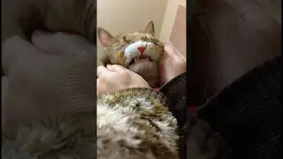 ●ぽんちゃん●ニッコリからのムギギギ〜🐈️ #cat #三毛猫 #シマ三毛猫 #ねこのいる暮らし