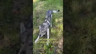 Dog Breeds That Look Like Wolves