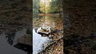 Poland-Pila работа-отдых Европа-парк