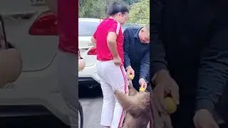 Monkey Caught Stealing Food! 🍌😂 Unexpected Reaction! #shorts