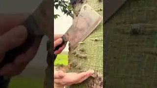 technique for removing kapok tree thorns #shorts