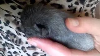 Teeny tiny purr