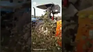 BEW Super Seeder Direct Seeding in Cotton Plant Fields