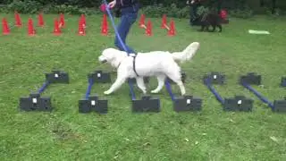 Cavaletietraining DogSupport