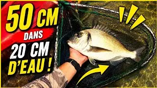 [&eacute;tang de Thau tenya]un beau poisson de 50 cm dans 20 cm d'eau..? 🤔🤔 technique et mat&eacute;riel...💡💡
