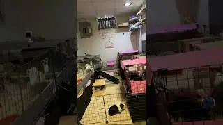 Calm Guinea Pig Play Yard with Ramp/Quiet Background Video (45 Minutes)