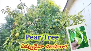 మీరు ఎప్పుడైనా Pears Tree ఎలా ఉంటుందో చూసారా? Pear Tree | సీమ రేగి పండ్లు | Fruits | Weekend |