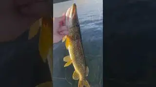 GIANT NORTHERN PIKE CAUGHT (Release)