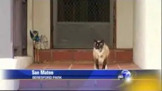 ABC News: Real Cat Burglar