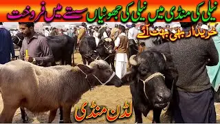 Beautiful Buffalo Very Cheep Price In Animals Market / Luddan Mandi.PK
