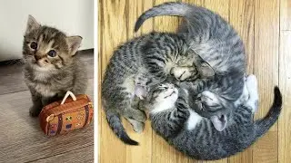 Super cute and little kittens in a funny world 😹 cute kittens