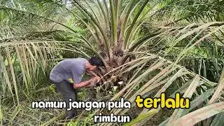 Panen Melimpah Hanya dengan Teknik Songgo yang Benar, Begini Rahasianya❗