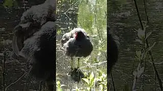 coot bird cleen | waterbird cleen #bird #nature