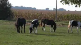 BEAUTIFUL 23.1 ACRE HORSE FARM FOR SALE!!!
